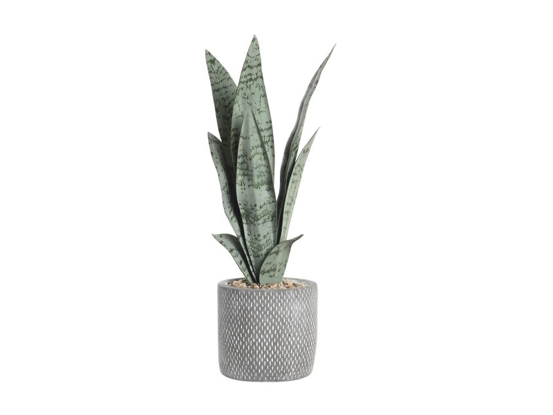 Maceta Sansevieria clara