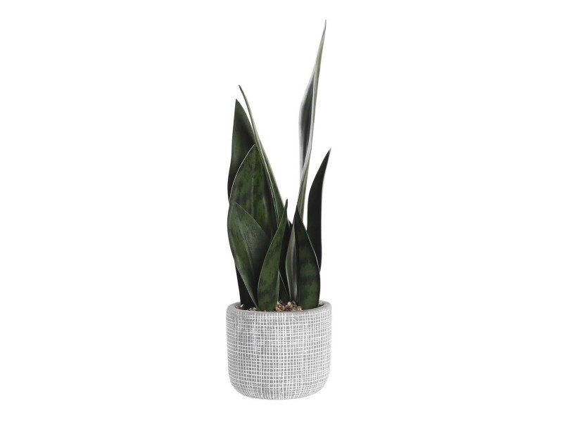 Maceta Sansevieria oscura