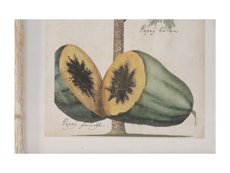 Cuadro coco y papaya