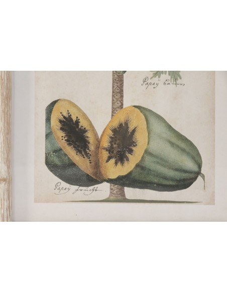 Cuadro coco y papaya