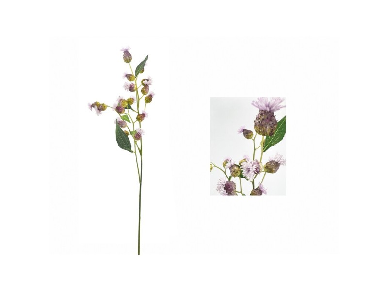 Rama brotes de Vernonia