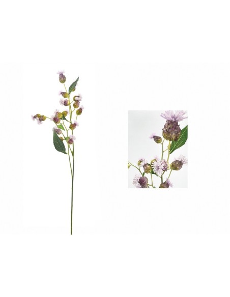 Rama brotes de Vernonia